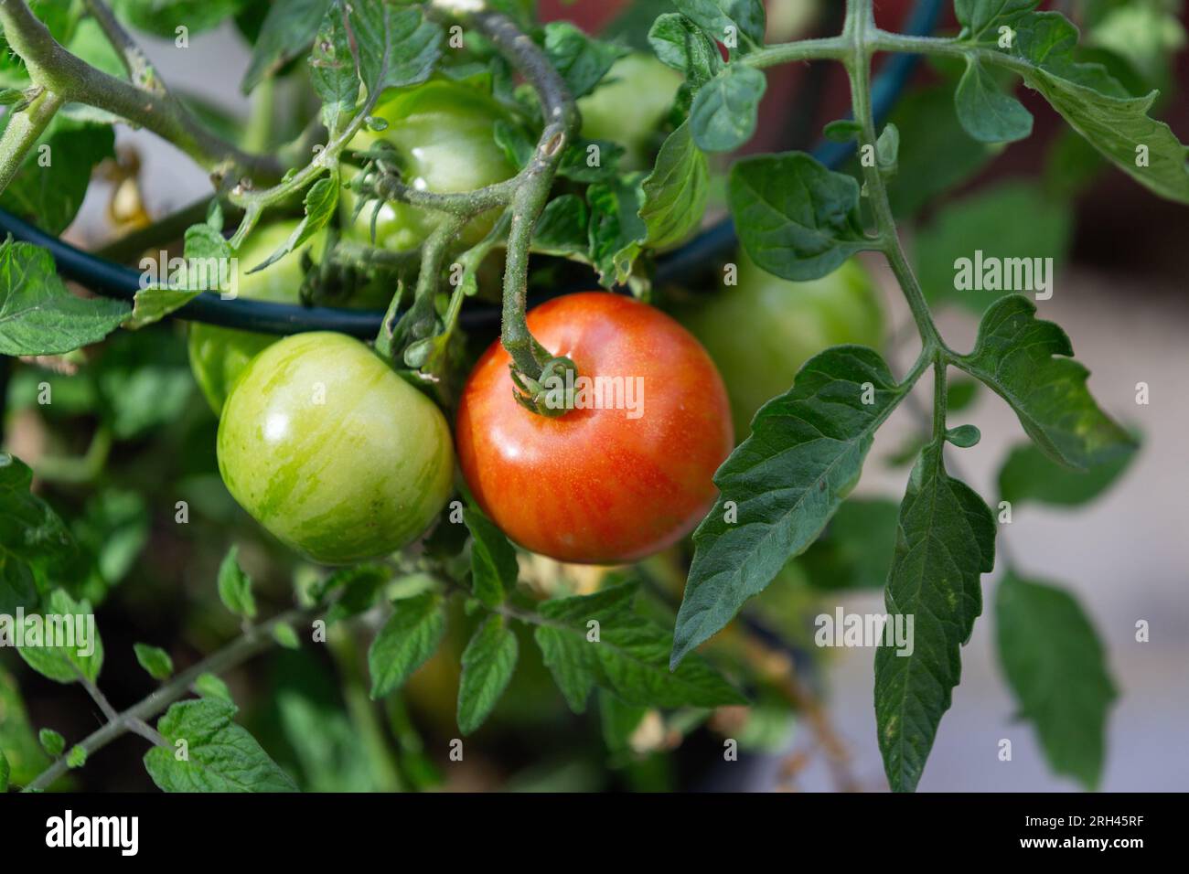 A tomato plant. One ripe and one green tomato growing on a truss. Stock Photo