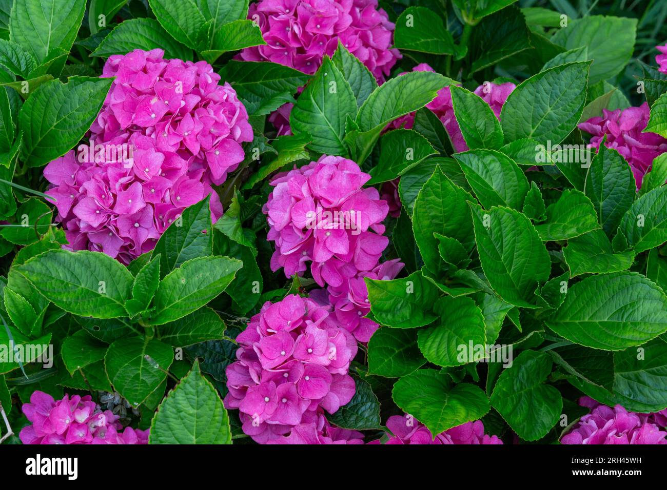 Pink flowering Hydrangea Macrophylla 'Leuchtfeuer' close up. Stock Photo