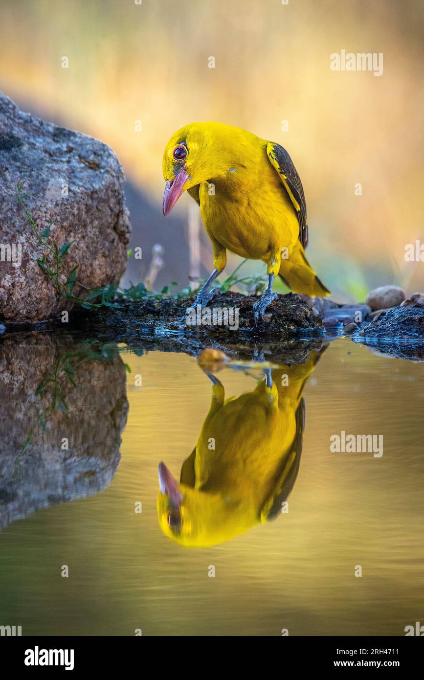 Eurasian Golden Oriole drinking water reflected in the water at sunset Stock Photo