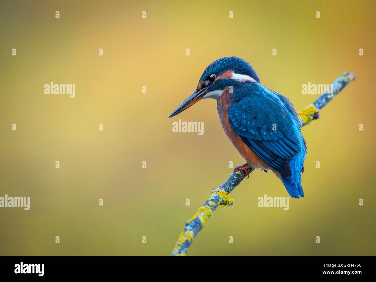 Kingfisher on a branch with warm and background Stock Photo
