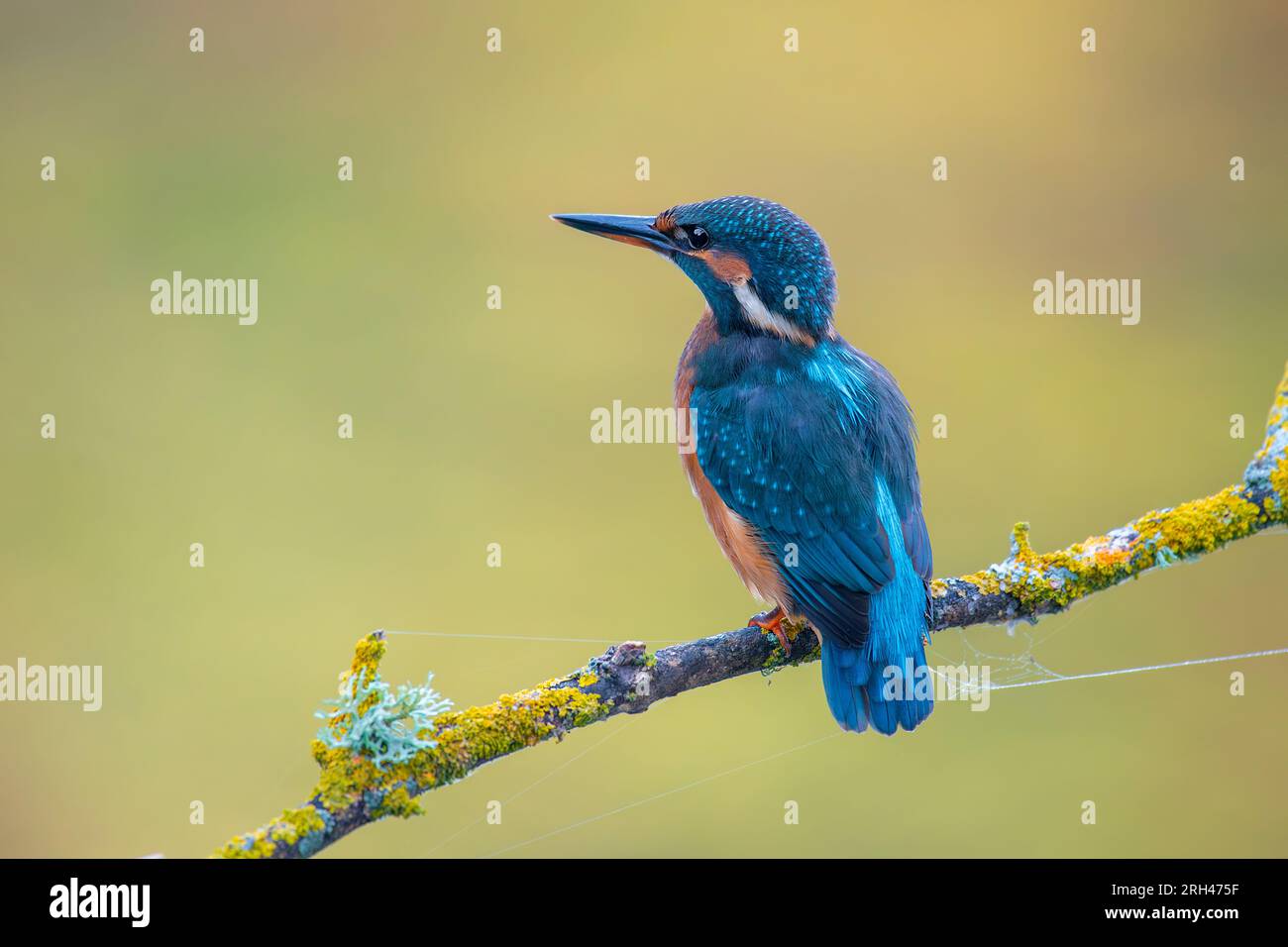 Kingfisher on a branch with warm and background Stock Photo