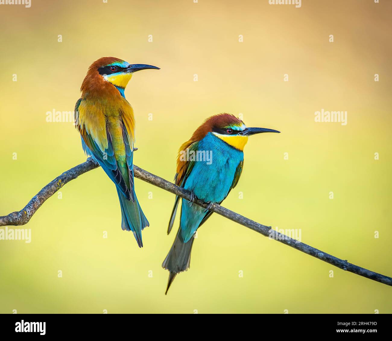 Pair of bee-eaters on their courtship branch in full rutting season Stock Photo