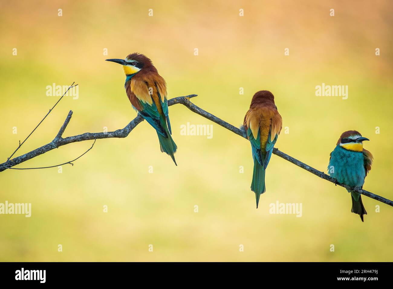 Pair of bee-eaters on their courtship branch in full rutting season Stock Photo