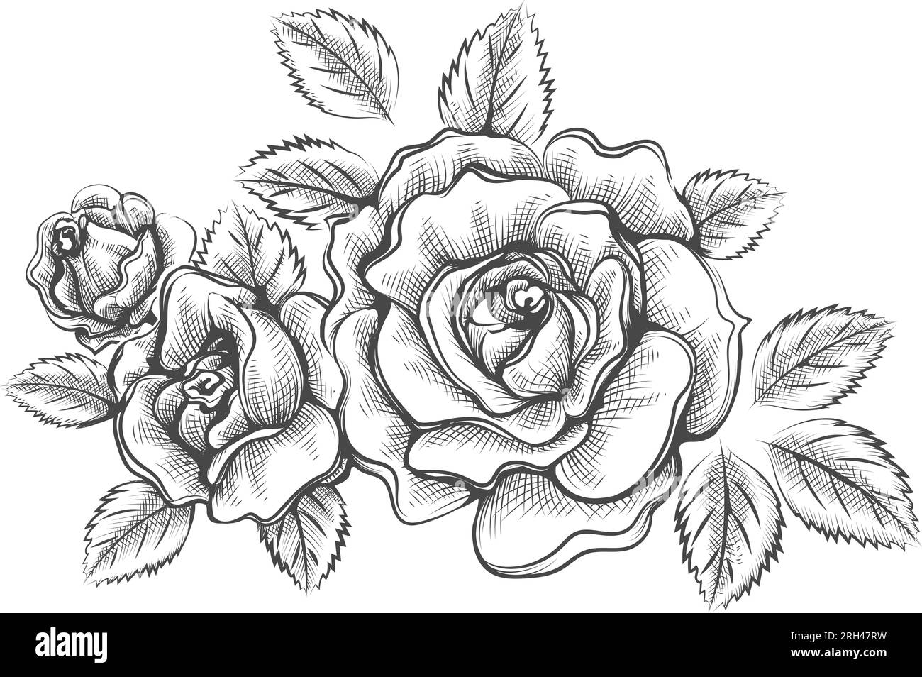 Rose outline set. Isolated drawing. Vintage sketch. Nature vector  illustration. Vector illustration art. Contour sketch. Contour symbol.  Vintage flora Stock Vector Image & Art - Alamy