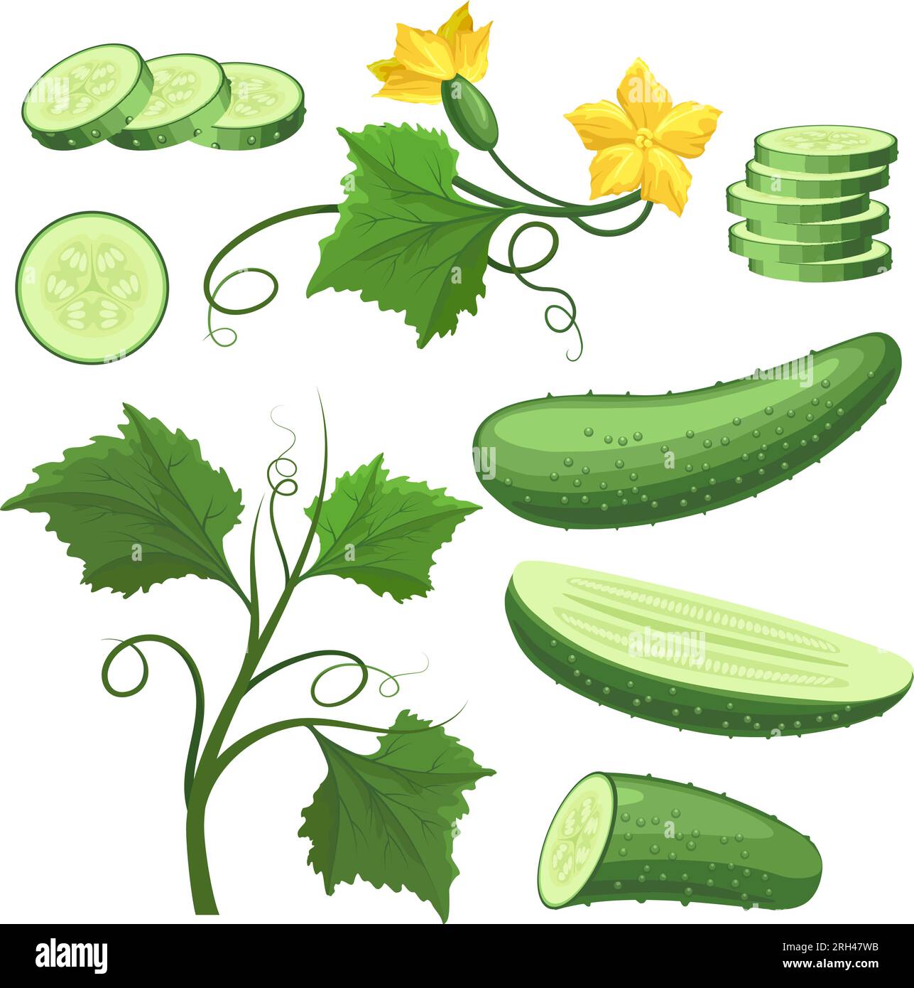 Cucumber vegetable plant cartoon drawing Stock Vector Image & Art Alamy