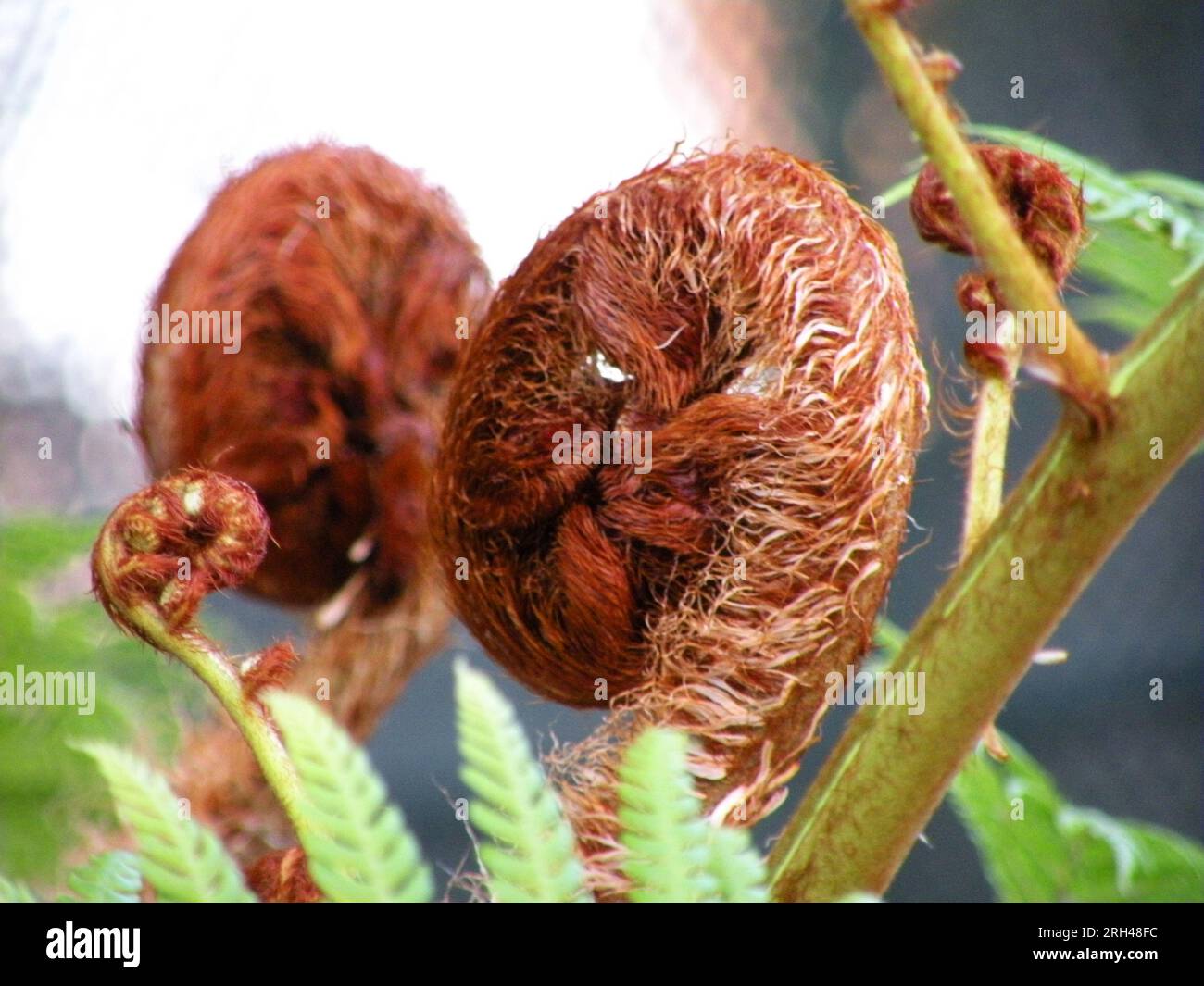 Hairy and brown fern spiral Stock Photo