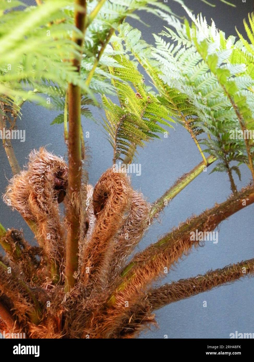 Spiral and hairy fern leaves Stock Photo