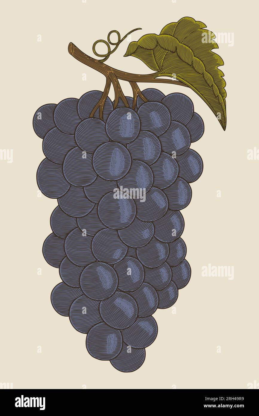 Grapes. Hand drawn vintage engraving style illustration Stock Vector