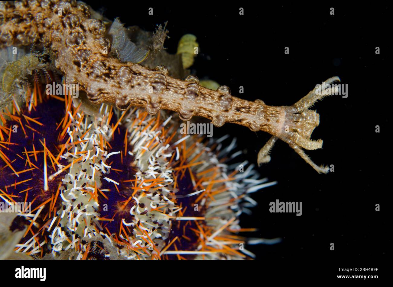 Sea Cucumber, Synaptidae Family, feeding with tentacles on Cake Urchin, Tripneustes gratilla, Night dive, TK1 dive site, Lembeh Straits, Sulawesi, Ind Stock Photo
