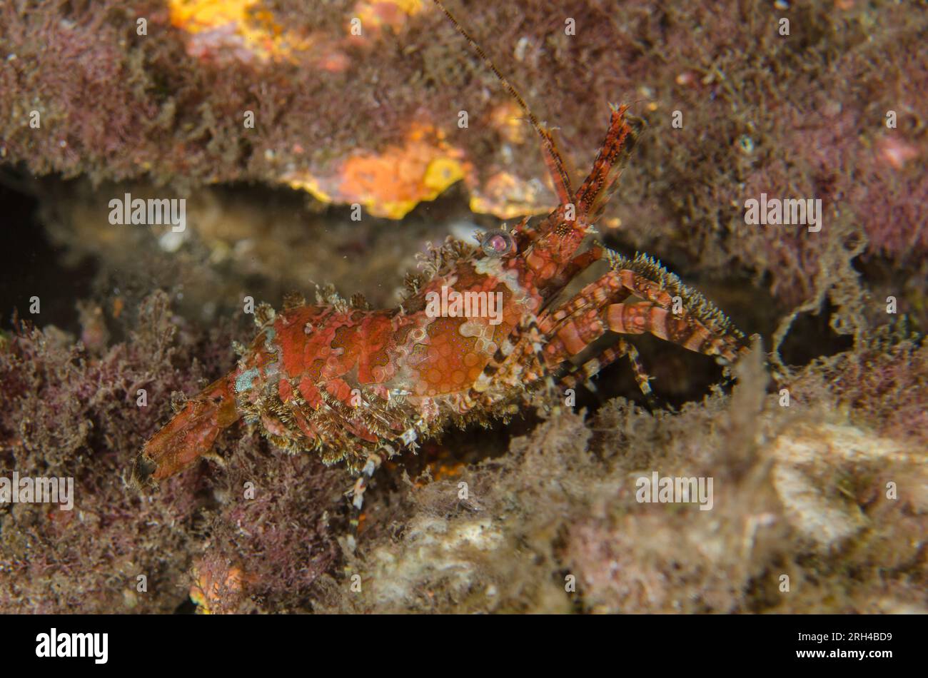 Saron Shrimp, Saron sp, night Dive, TK1 dive site, Lembeh Straits, Sulawesi, Indonesia Stock Photo