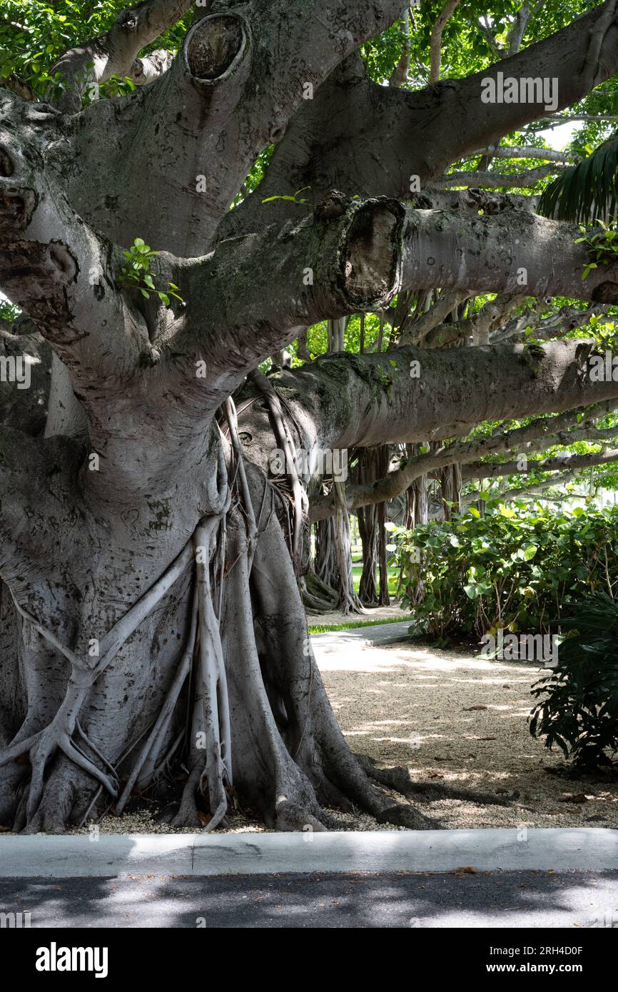 A group of banyan trees in a tropical environment showing the above