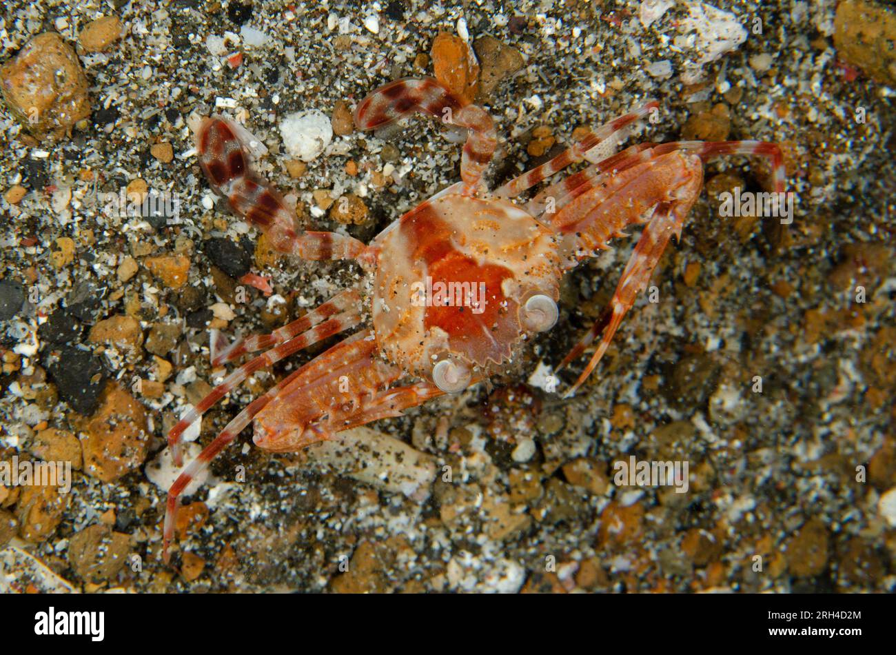 Swimming Crab, Charybdis sp, night dive, Pantai Parigi dive site, Lembeh Straits, Sulawesi, Indonesia Stock Photo