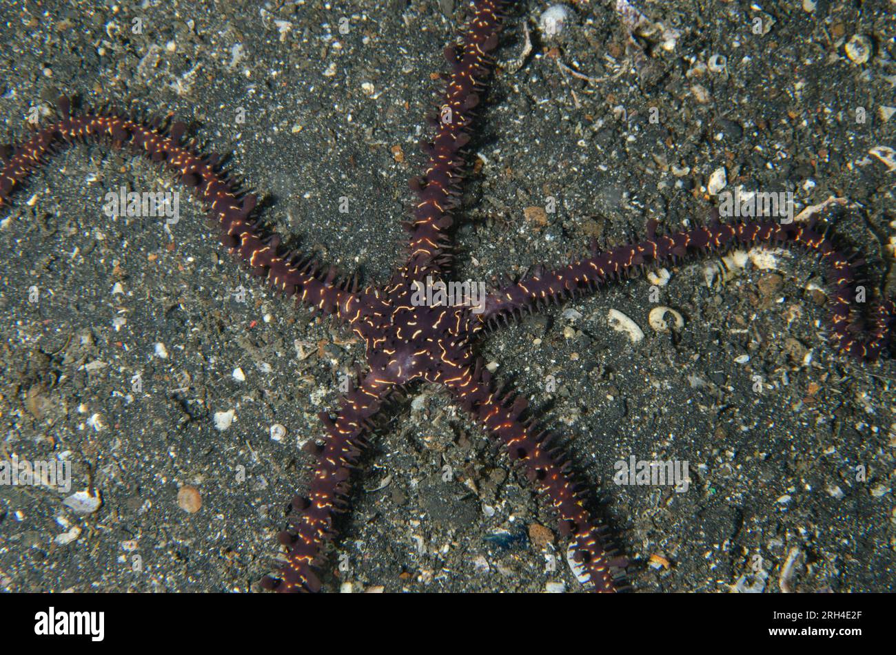 Variable Brittle Star, Ophiomastix variabilis, on sand, night dive, TK1 dive site, Lembeh Straits, Sulawesi, Indonesia Stock Photo