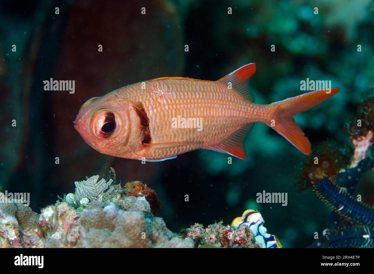 Epaulette Soldierfish, Myripristis kuntee, California Dreaming dive site, Lembeh Straits, Sulawesi, Indonesia Stock Photo