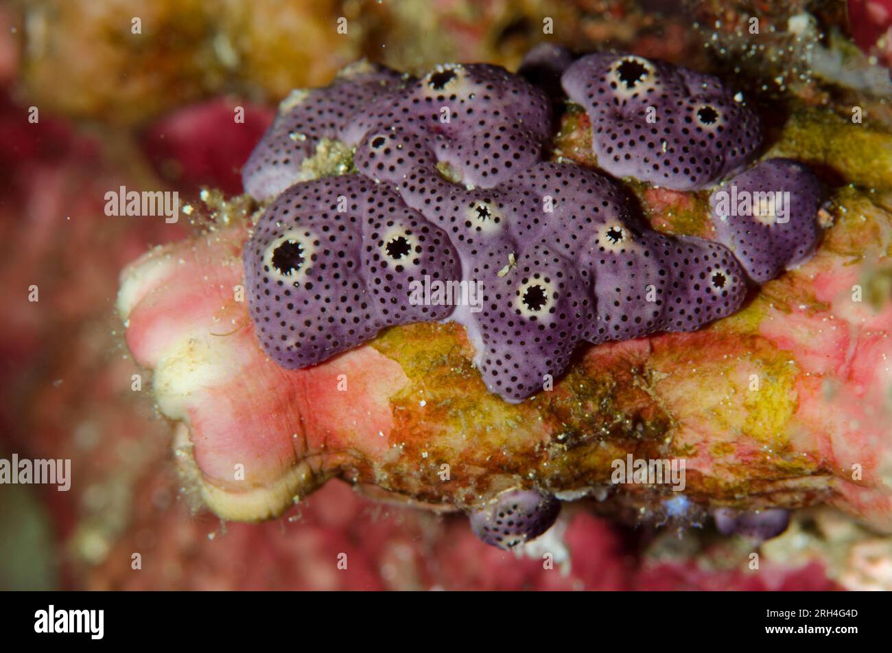 Purple Compound Ascidians, Didemnum sp, on Red Throated Ascidian, Herdmania momus, Kaino's Treasure dive site, Lembeh Straits, Sulawesi, Indonesia Stock Photo