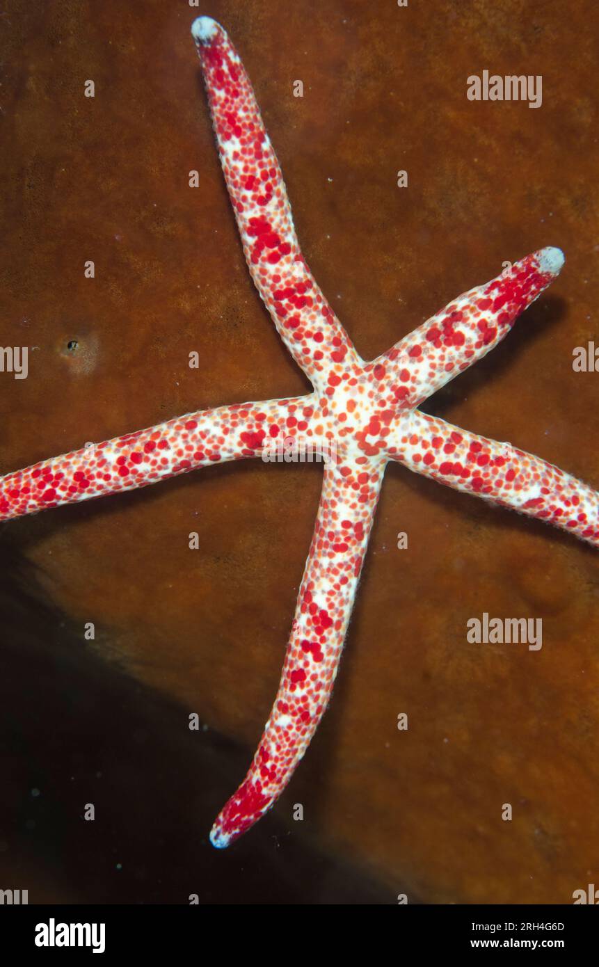Multipore Sea Star, Linckia multifora, on sponge, Kaino's Treasure dive site, Lembeh Straits, Sulawesi, Indonesia Stock Photo