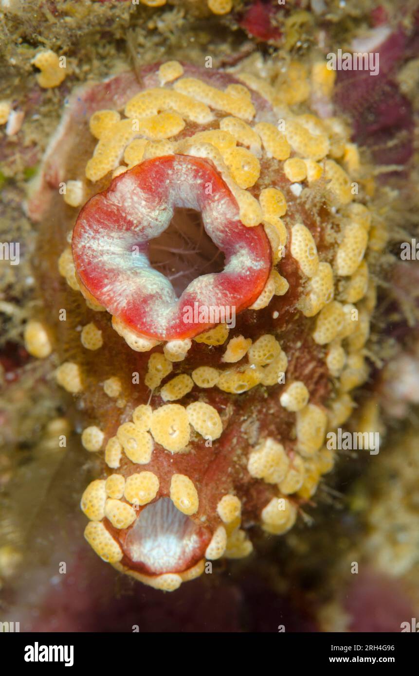 Didemnid Tunicate, Didemnidae Family, on larger Red Throated Ascidian, Herdmania momus, Kaino's Treasure dive site, Lembeh Straits, Sulawesi, Indonesi Stock Photo