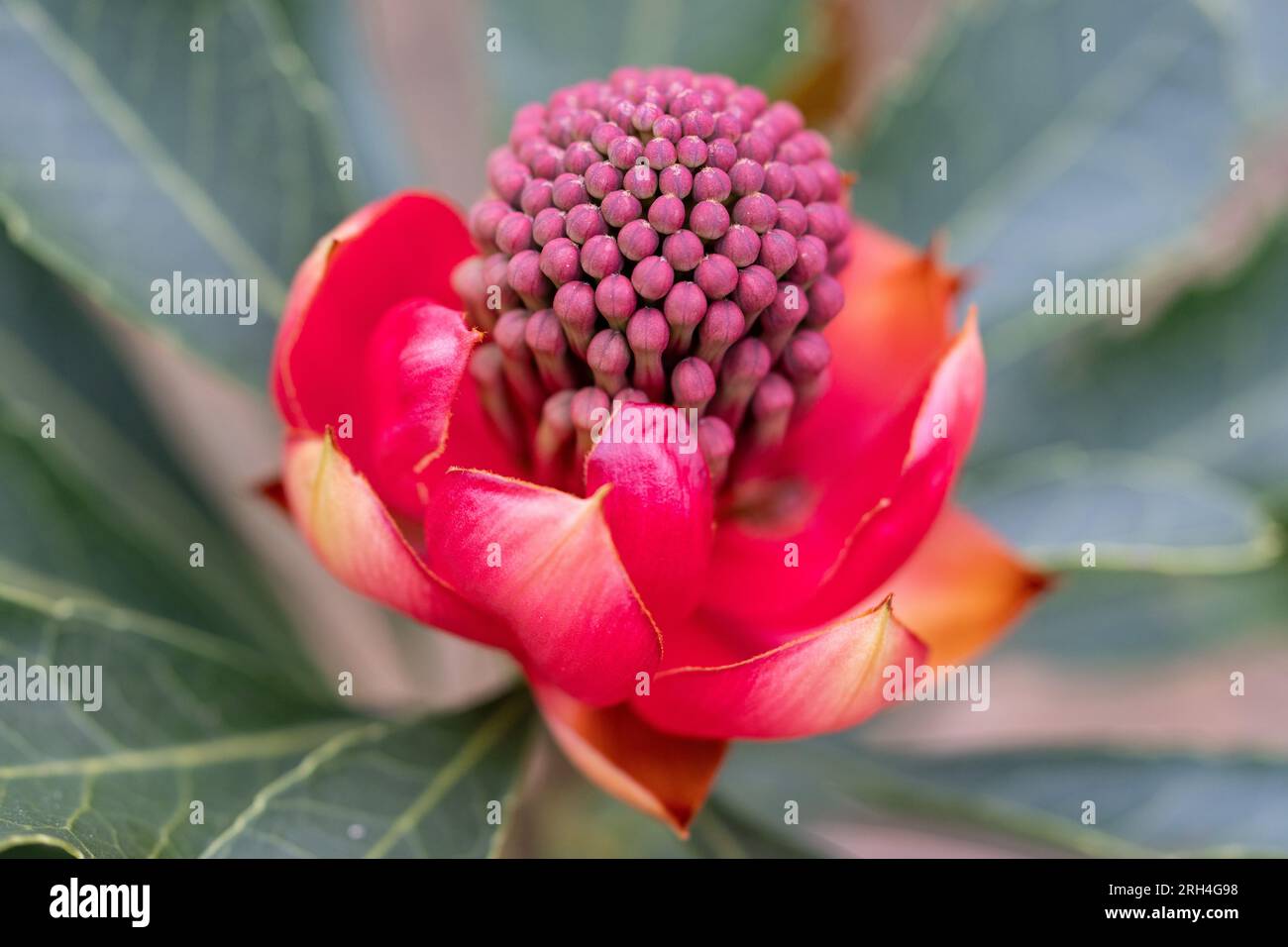 Waratah telopea speciosissima hi-res stock photography and images