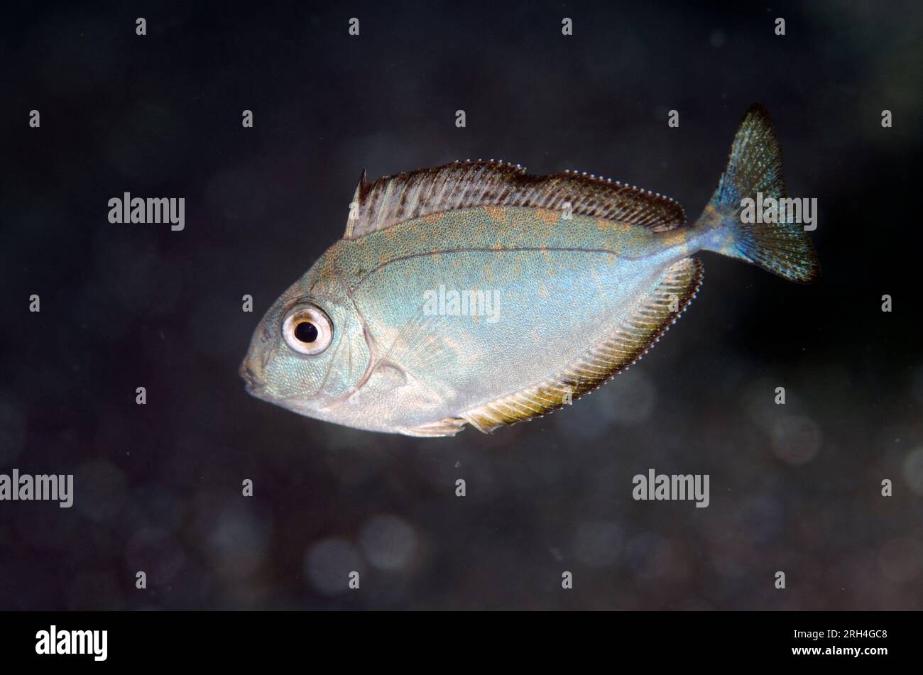 Juvenile Surgeonfish, Naso sp, Magic Rock dive site, Lembeh Straits, Sulawesi, Indonesia Stock Photo