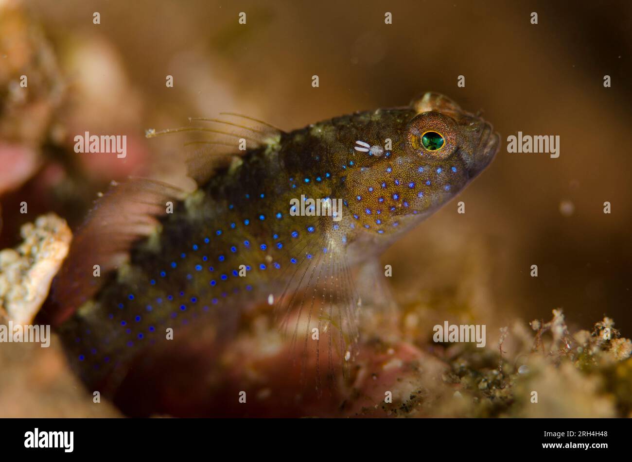 Starry Goby, Asterropteryx semipunctata, with parasitic Copepod, Cardiodectes sp, with egg cases, Bianca dive site, Lembeh Straits, Sulawesi, Indonesi Stock Photo