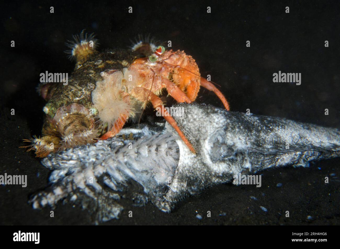 Anemone Hermit Crab, Dardanus pedunculatus, with anemones, Calliactis polypus, on shell for camouflage and protection scavenging dead fish, night dive Stock Photo