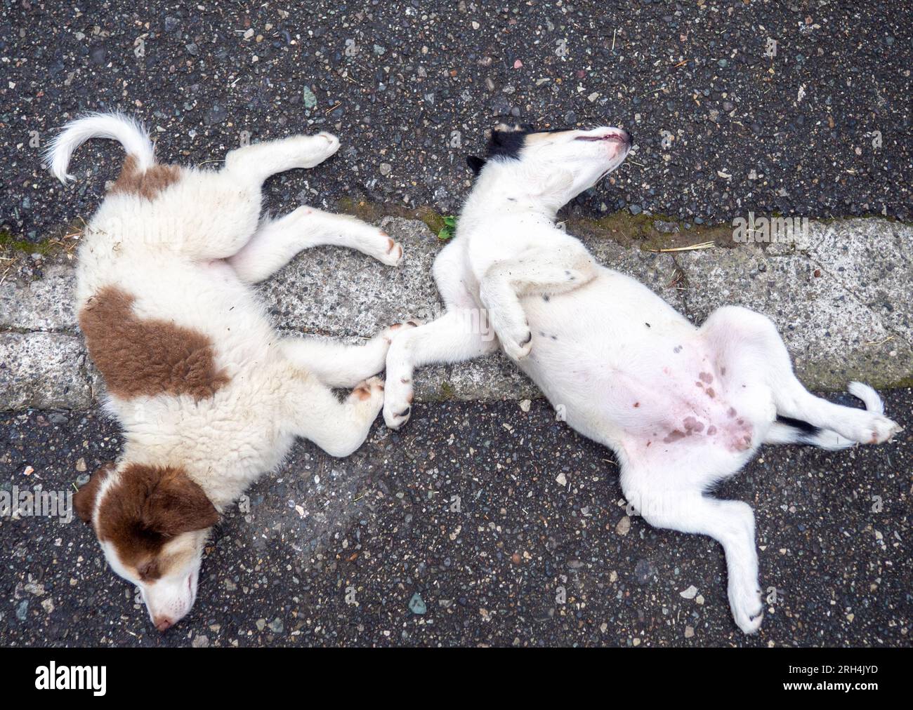 Two spotted puppies are sleeping on the pavement. Tired animal concept
