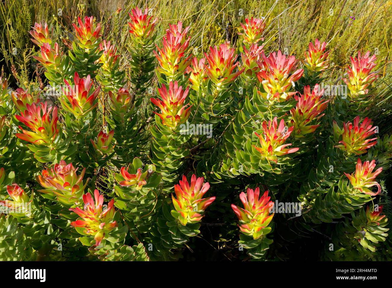 Colorful protea plants in the Harold Porter National Botanical Garden, South Africa Stock Photo