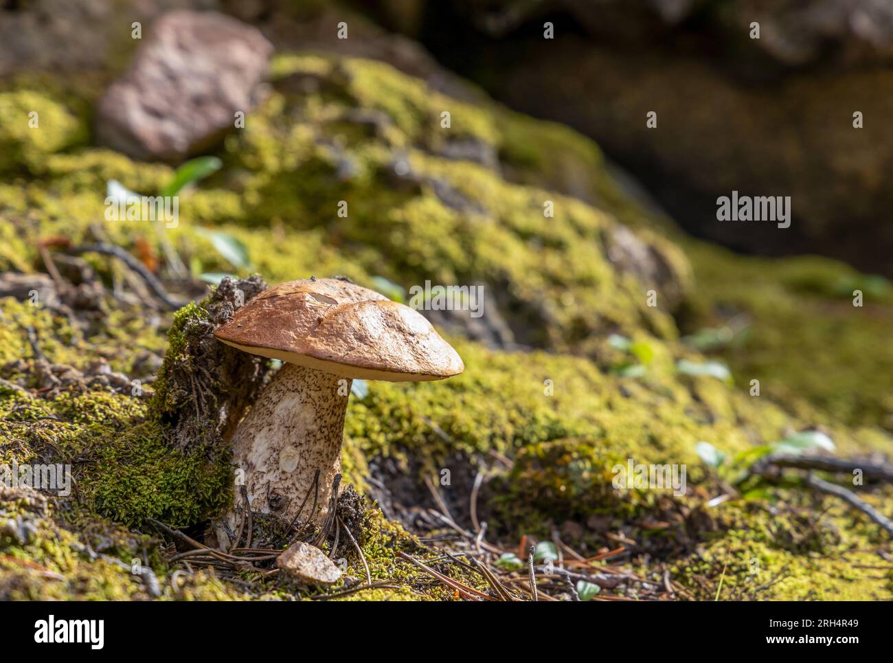 Orange-cap boletus in the summer forest, among green vegetation and moss Stock Photo