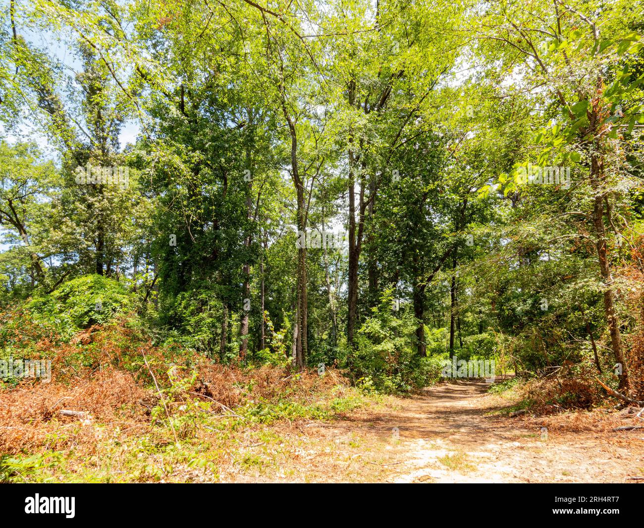Hiking in the Pine Ridge Loop of Caddo Lake State Park at Texas Stock ...