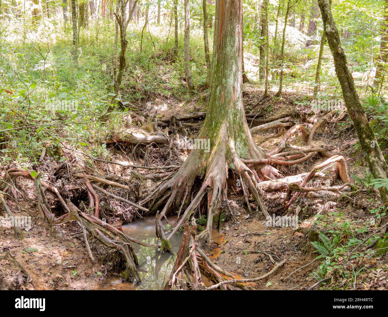 Hiking in the Pine Ridge Loop of Caddo Lake State Park at Texas Stock ...