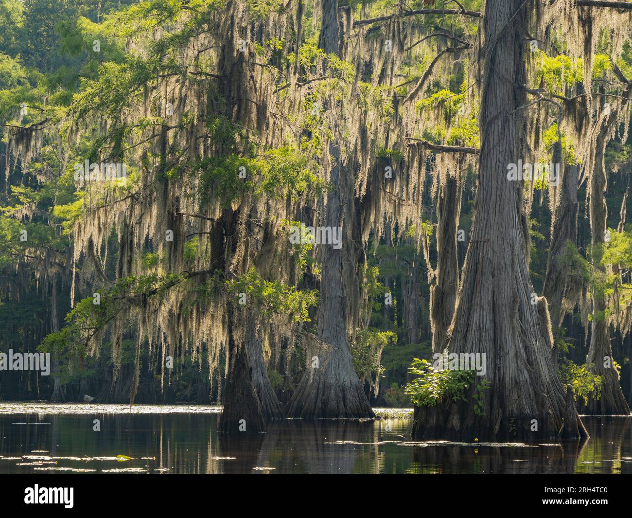 Sunny view of many bald cypress in Caddo Lake State Park at Texas Stock Sunny view of many bald cypress in Caddo Lake State Park at Texas Stock