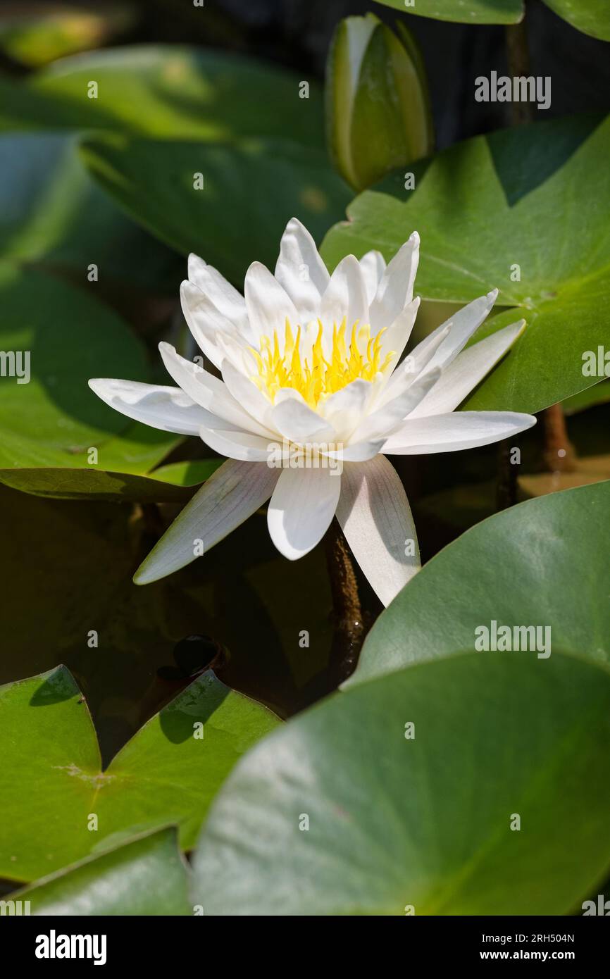 White water lily (Nymphaea alba) surrounded by leaves in the water of a pond. Stock Photo