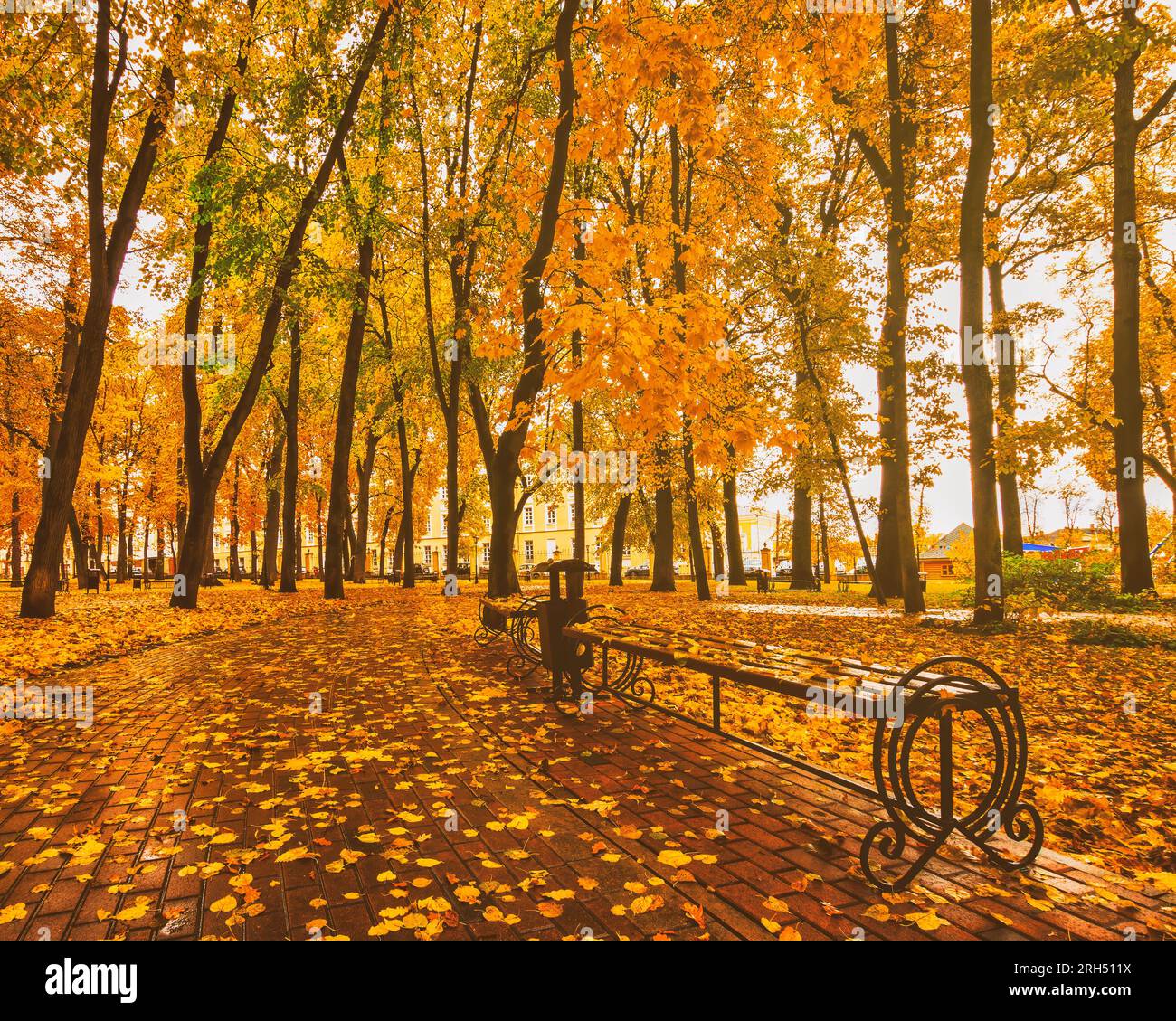 Golden autumn in a city park with trees and fallen yellow leaves on a ...
