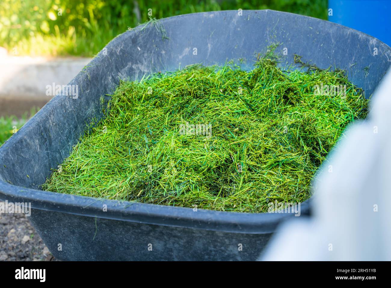 Plastic garden wheelbarrow filled with freshly cut green grass, close-up Stock Photo