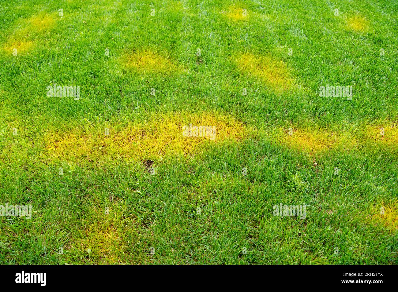 Yellow spots on a green mowed lawn. Diseases on the lawn after winter