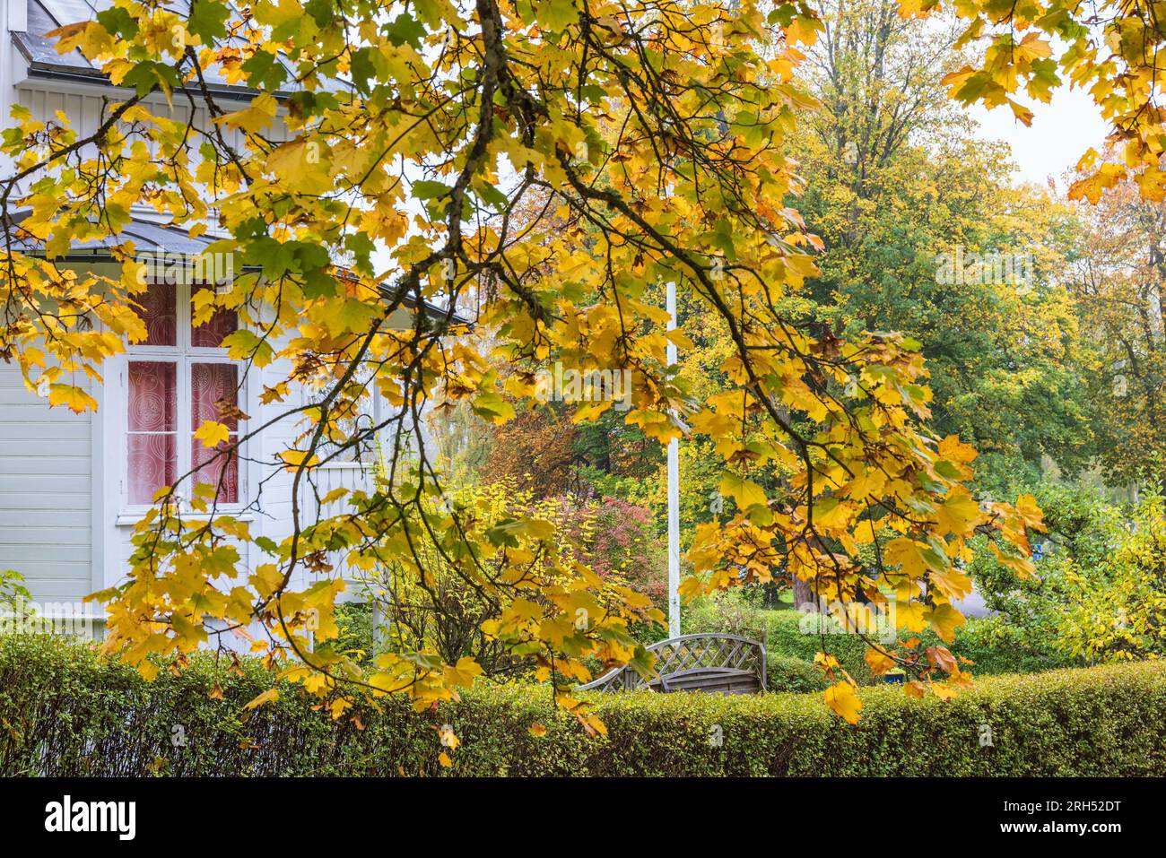 Autumn colored Maple leaf on a tree branch Stock Photo