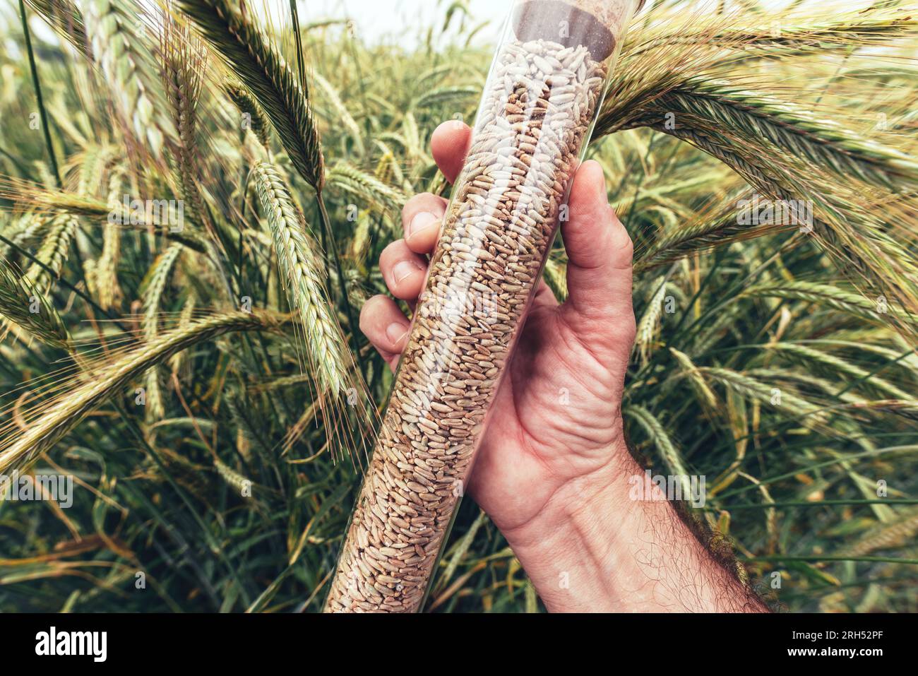 Farm worker agronomist holding plastic tube with rye grain sample, selective focus Stock Photo