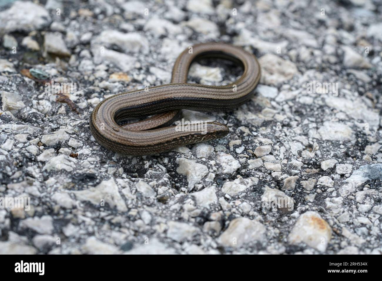 Natural closeup on a European limbless slow worm , Anguis fragilis sitting cured up on the grey road in the Austrian alps Stock Photo