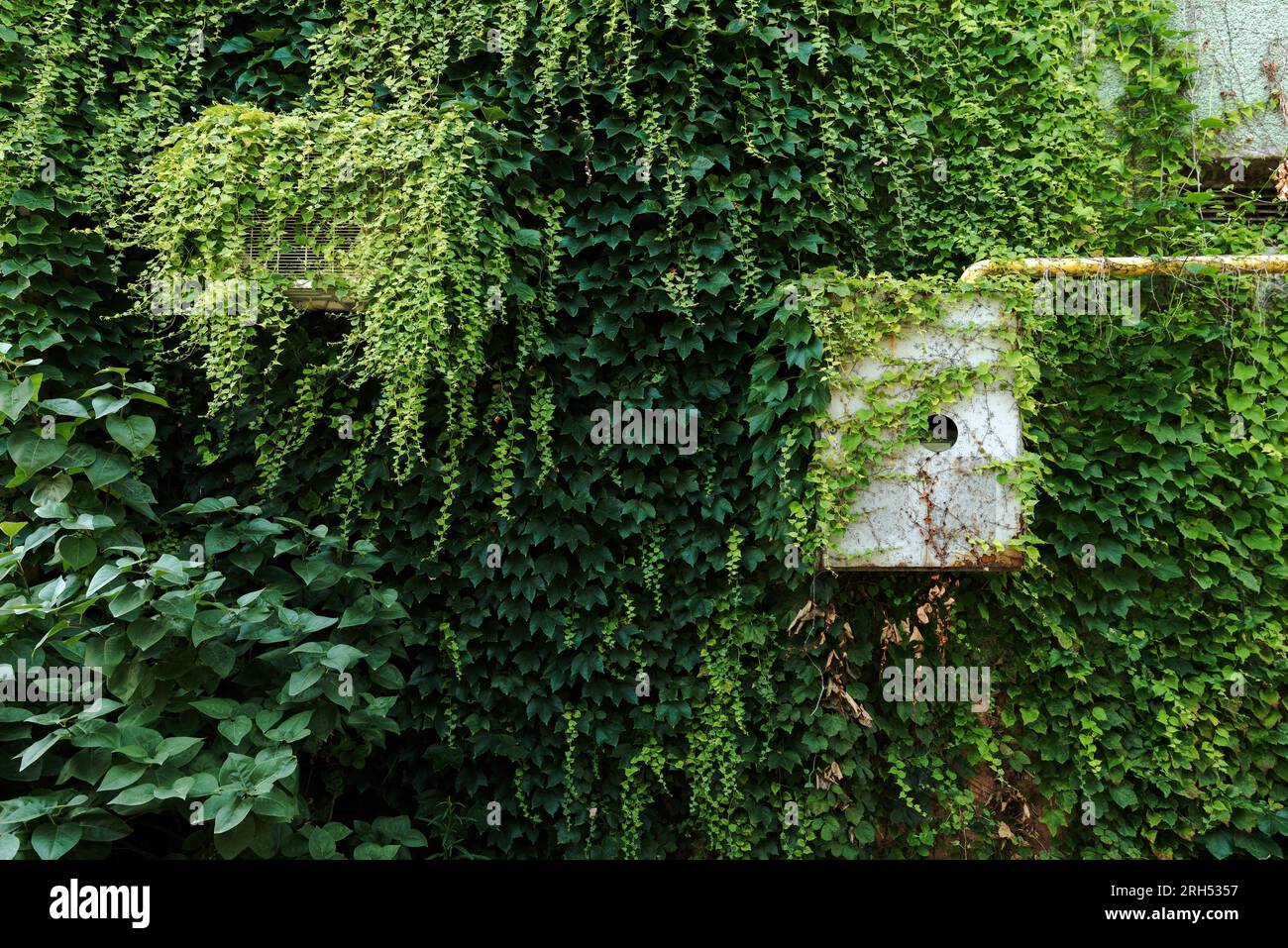 Air conditioner heat pump external unit covered in creeping plant mounted on exterior wall Stock Photo