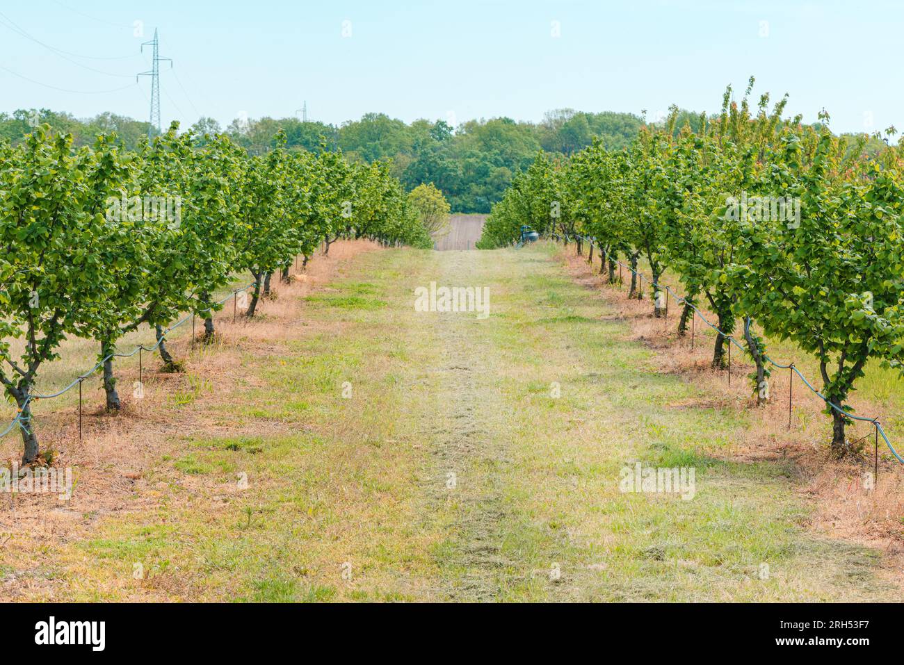 Hazel trees in hazelnut orchard with water supply hose for dripping