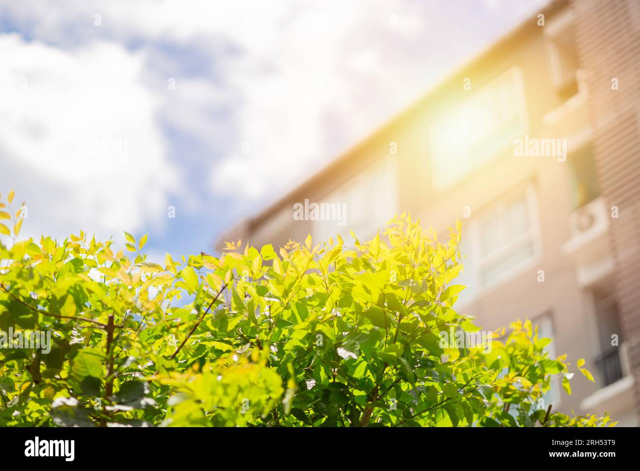 Santa Maria Panama Real Estate | Beach Homes & Condos for Sale & Rent