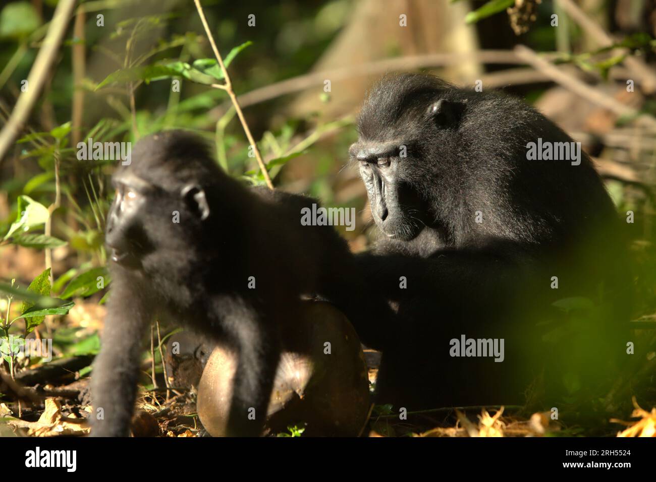 A crested macaque (Macaca nigra) is grooming another individual on forest floor in Tangkoko Nature Reserve, North Sulawesi, Indonesia. A recent report by a team of scientists led by Marine Joly revealed that temperature is increasing in Tangkoko forest, and the overall fruit abundance decreased. 'Between 2012 and 2020, temperatures increased by up to 0.2 degree Celsius per year in the forest, and the overall fruit abundance decreased by 1 percent per year,” they wrote on International Journal of Primatology in July 2023. Stock Photo