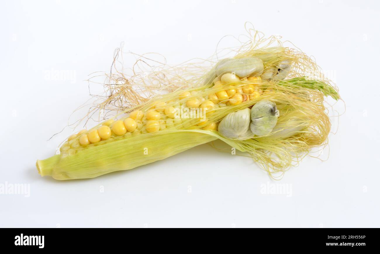 Corn smut is a plant disease caused by the pathogenic fungus Ustilago