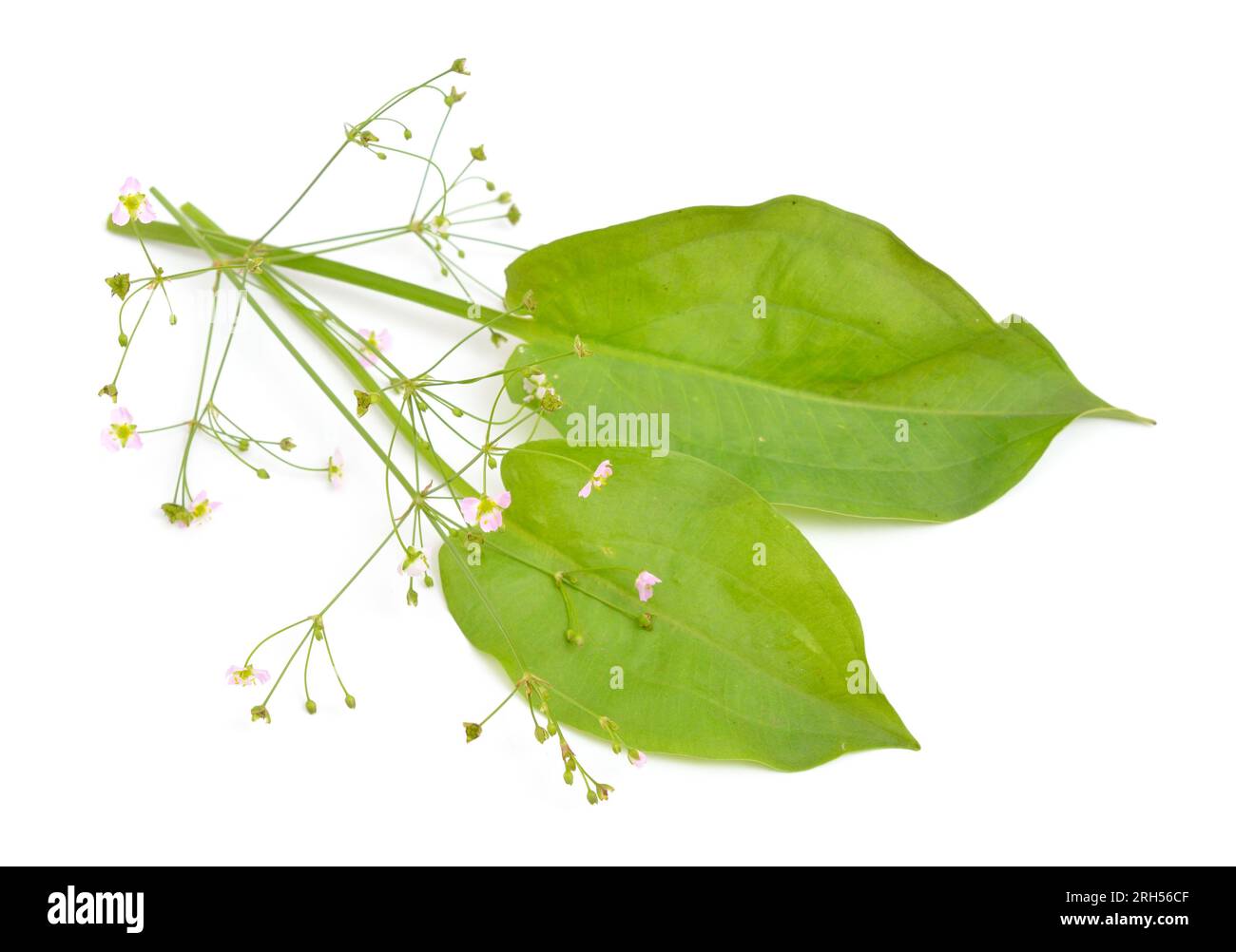 Alisma plantagoaquatica, also known as European waterplantain, common