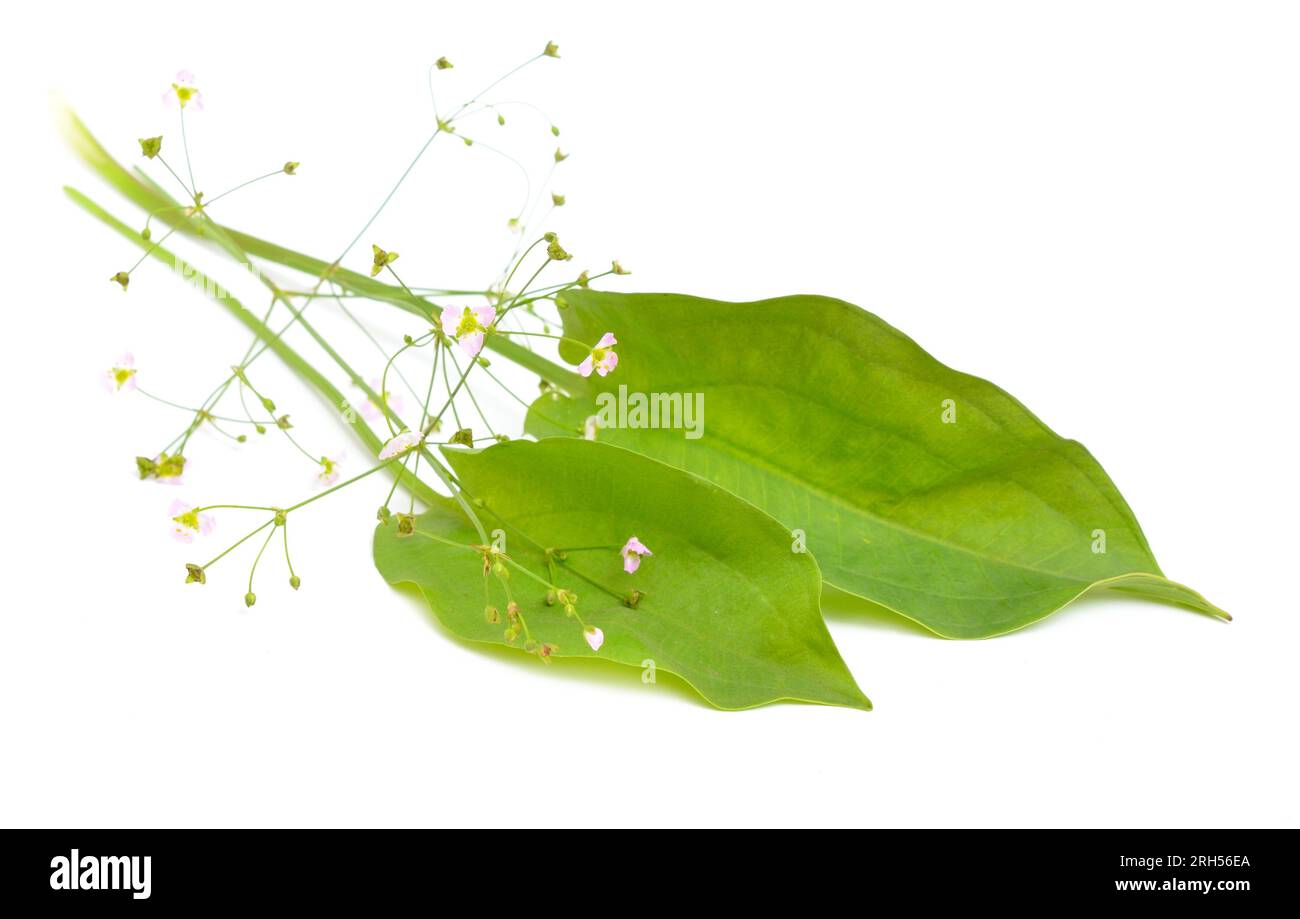Alisma plantago-aquatica, also known as European water-plantain, common water-plantain or mad-dog weed. Isolated. Stock Photo
