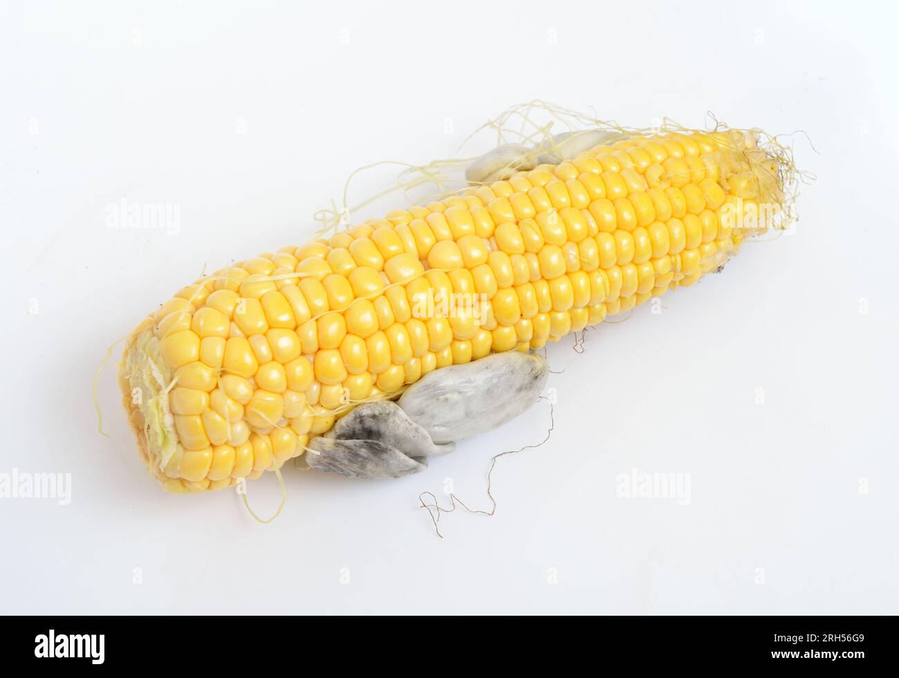 Corn smut is a plant disease caused by the pathogenic fungus Ustilago
