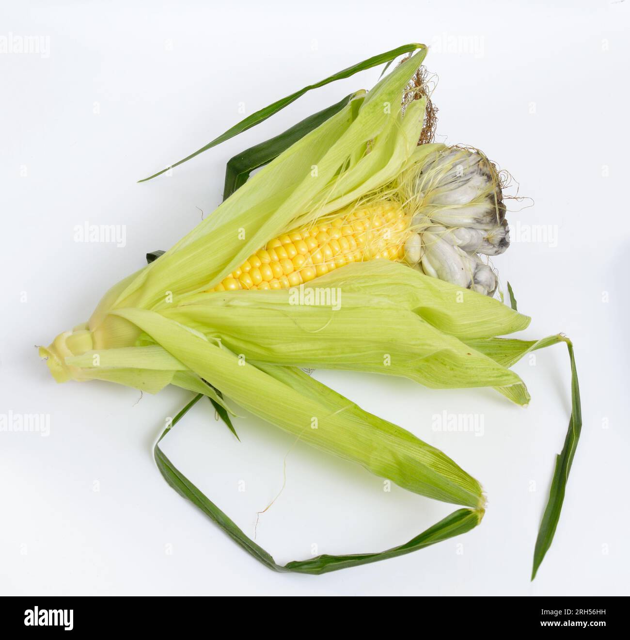 Corn smut is a plant disease caused by the pathogenic fungus Ustilago
