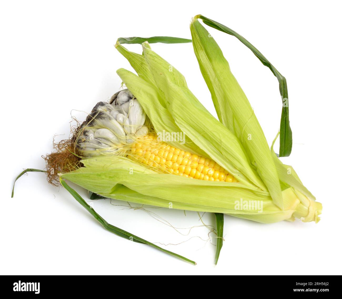 Corn smut is a plant disease caused by the pathogenic fungus Ustilago maydis. On white background. Stock Photo