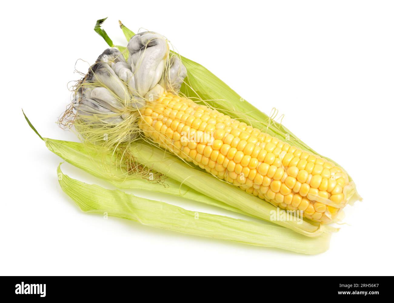 Corn smut is a plant disease caused by the pathogenic fungus Ustilago maydis. Isolated On white background. Stock Photo
