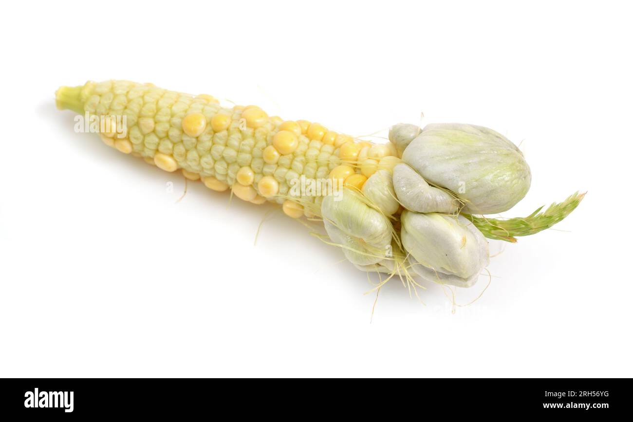 Corn smut is a plant disease caused by the pathogenic fungus Ustilago maydis. Isolated On white background. Stock Photo